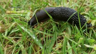 A Speedy Black Slug