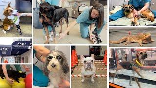 Veterinary Rehab at the Schwarzman Animal Medical Center in NYC