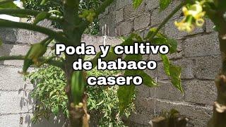 Poda y cultivo de babaco casero y 100%orgánico l Huerto de Narci