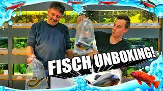 Aquarium Fisch Unboxing mit echt heftigen Fischen !