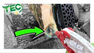 SMELLY ROTTEN COW'S TOE