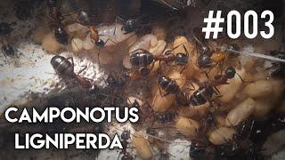 Camponotus ligniperda #003 || Eine Menge Brut!