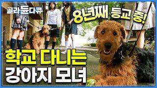 우리 학교 슈퍼스타 등교 8년 차 강아지 모녀의 학교생활│생명의 소중함과 사랑을 가르치는 동물 동반 교육│일본│세계의 교육현장│#골라듄다큐