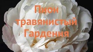 Пион травянистый Гардения (paeonia)  пион Гардения обзор: как сажать луковицы пиона Гардения