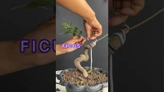 Making Bonsai Trees From Grafting