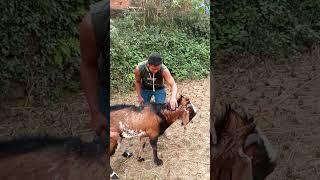 Goat Cutting Video..#short #ytshorts #shorts