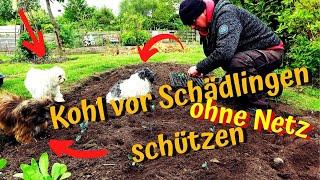 Kohl ohne Netz vor dem Kohlweissling schützen? Wir versuchen es / Kartoffeln umpflanzen...Geht das?