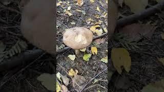 Niespodzianka na ogrodzie u Grażyny #mushroom