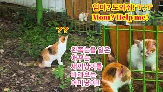 애꾸눈 새끼고양이를 구조하는 어미냥이!! #Wildlife rescue #동물구조 #Animal rescue #도움을 요청하는 동물