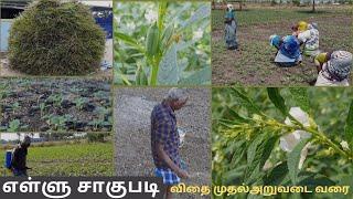 எள்ளு சாகுபடி - விதைப்பு முதல் அறுவடை வரை | Ellu Vivasayam | Sesame Cultivation in Tamil