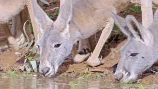 "Desert Wetlands: Pulse of the Outback" - Trailer for 2019 WCFF