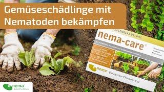 nema-care® | Schädlinge im Gemüsebeet mit Nematoden  bekämpfen | e-nema