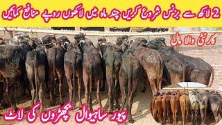 Vacha Farming in Pakistan - Bilal Cattle Farm - How to Start Bachra Business  2024 - Cattle Market