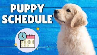 Puppy Schedule - Daily