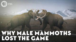 Why Male Mammoths Lost the Game (w/ TierZoo!)