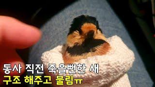 얼어 죽을뻔한 새 구조해주자 보인 반응