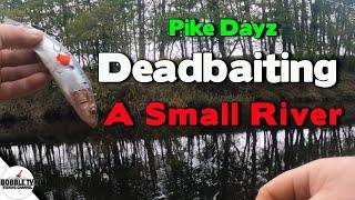 Deadbaiting For Pike On A Small Fast River