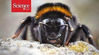 Bees have more brains than we bargained for