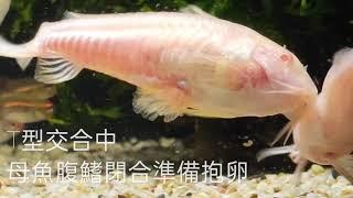 #鼠魚 有經驗的母魚交配過程