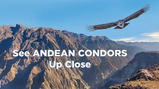 Colca Canyon in Peru: 5 Tips For Spotting Andean Condors