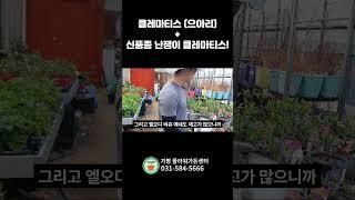 겹꽃 클레마티스와 신품종 난쟁이 클레마티스!!