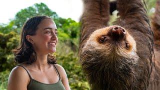 Sloth Conservation and Wildlife Experience - Volunteer Reviews | The Great Projects