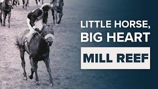 MILL REEF: THE LITTLE THOROUGHBRED RACEHORSE WITH A BIG ENGINE