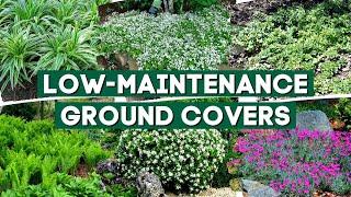 5 Low Maintenance Ground Cover Plants to Prevent Weeds  // Part 3 