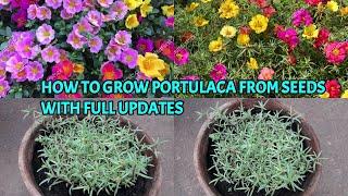 HOW TO GROW PORTULACA FROM SEEDS WITH FULL UPDATES