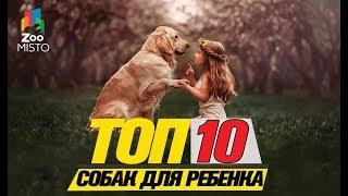 Топ 10 пород собак для ребенка\Top 10 dog breeds for a child