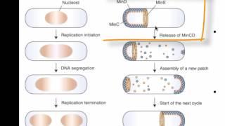 Bacterial cell division and growth