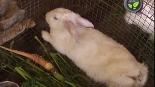 Diseases of Rabbits - Fever Cold Cough and Diarrhea