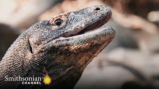 You’re Not Ready for How Playful Komodo Dragons Can Be  | Smithsonian Channel