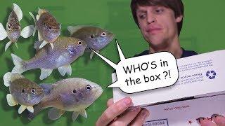 Unboxing Some More North American NATIVE FISH!