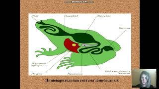класс земноводные