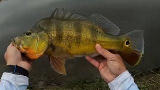 Best Peacock Bass Lure! Video proof!