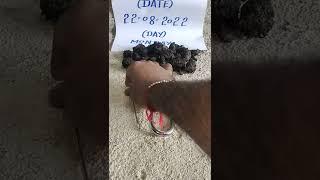 KALI HALDI BLACK TURMERIC AVAILABLE ORIGINAL REAL LOCK KAPOOR TEST CALL ME 9359806110