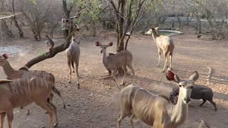 Magical visitors to our garden in Marloth Park, a daily occurrence...