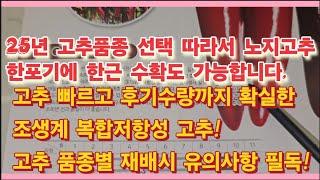 25년 고추품종 선택 따라서 노지고추 한포기에 한근 수확도 가능한 품종 및 고추 빠르고 후기수량까지 확실한 조생계 복합저항성 고추 품종, 품종별 재배시 유의사항 필독(농사의신)