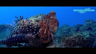 Day Octopus (Octopus cyanea) and Lionfish (Pterois muricata)