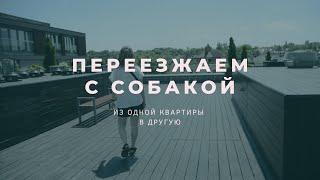 Переезд с собакой / Рум тур