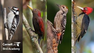 Woodpecker Diversity