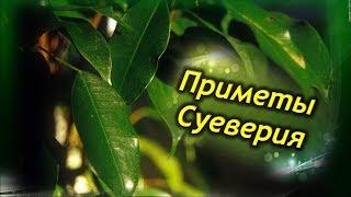 ФИКУС В ДОМЕ!  Приметы и суеверия связанные с Фикусом Бенджамина!