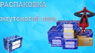 Распаковка посылки, жгутоногий паук (фрин)