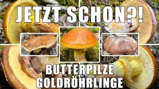 Jetzt schon Butterpilze & Goldröhrling?! Typische Frühstarter-Röhrlinge aus Oberbayern | Suillus