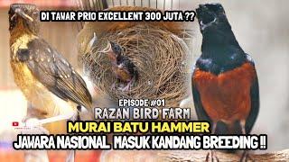 RAZAN BF : MURAI BATU HAMMER MASUK KANDANG BREEDING  DITAWAR PRIO EXCELLENT 300 JUTAEPISODE#01