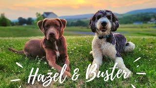 Multi-Dog Trainers ||| OLK9 Lehigh Valley ||| 1 Yr Old Buster (Sheepadoodle) and Hazel (Lab/Staffy)