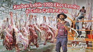 Meriah Ibadah KORBAN di Ladang Lembu & Kambing Terbesar di Malaysia | Colla Cattle Farm