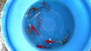Tosais HQ (7) - SELECTED MARUHIRO//JAPAN KOI
