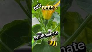 Pollinating